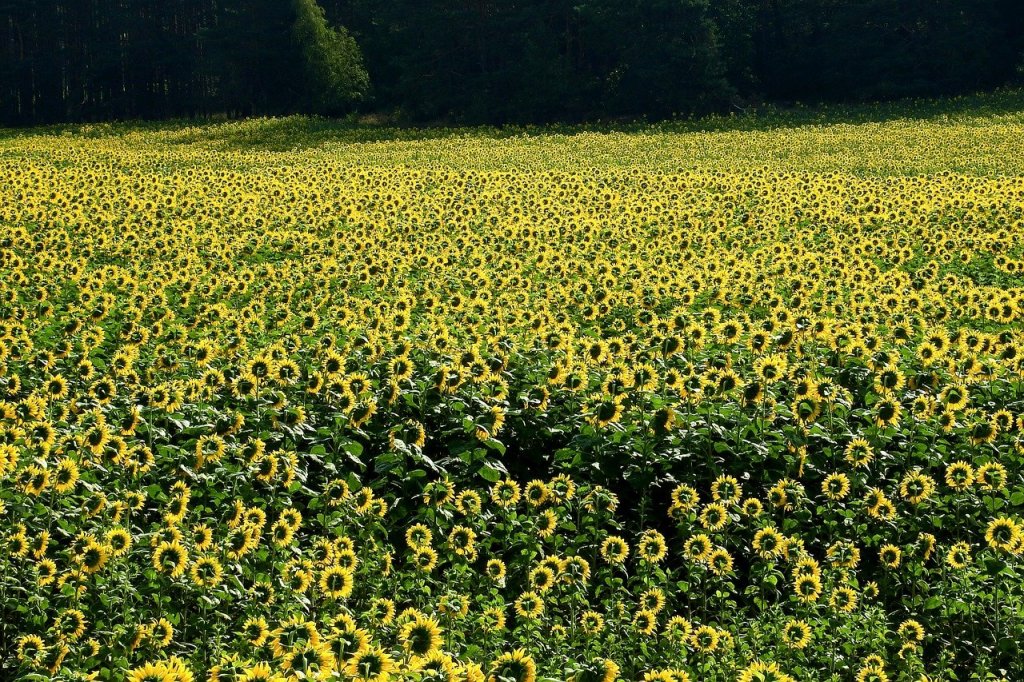 A field of sunflowers.